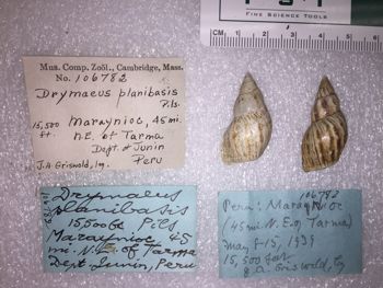 Media type: image; Malacology 106782 Description: 106782_Drymaeus planibasis image;